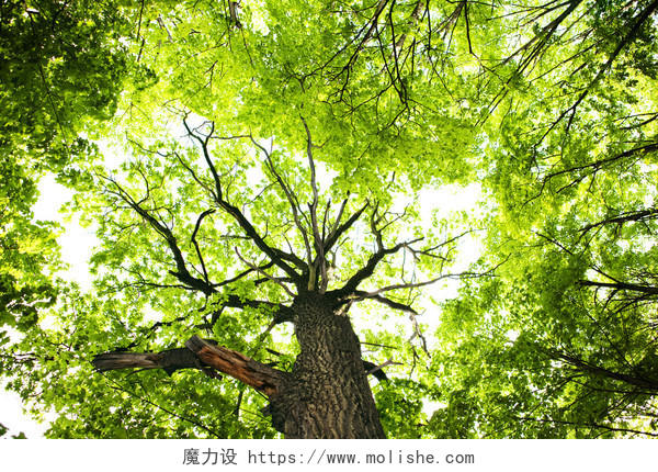 自然风景春天绿色一颗大树树叶背景图.